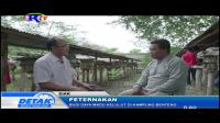 BUDI DAYA MADU KELULUT DI KAMPUNG BENTENG